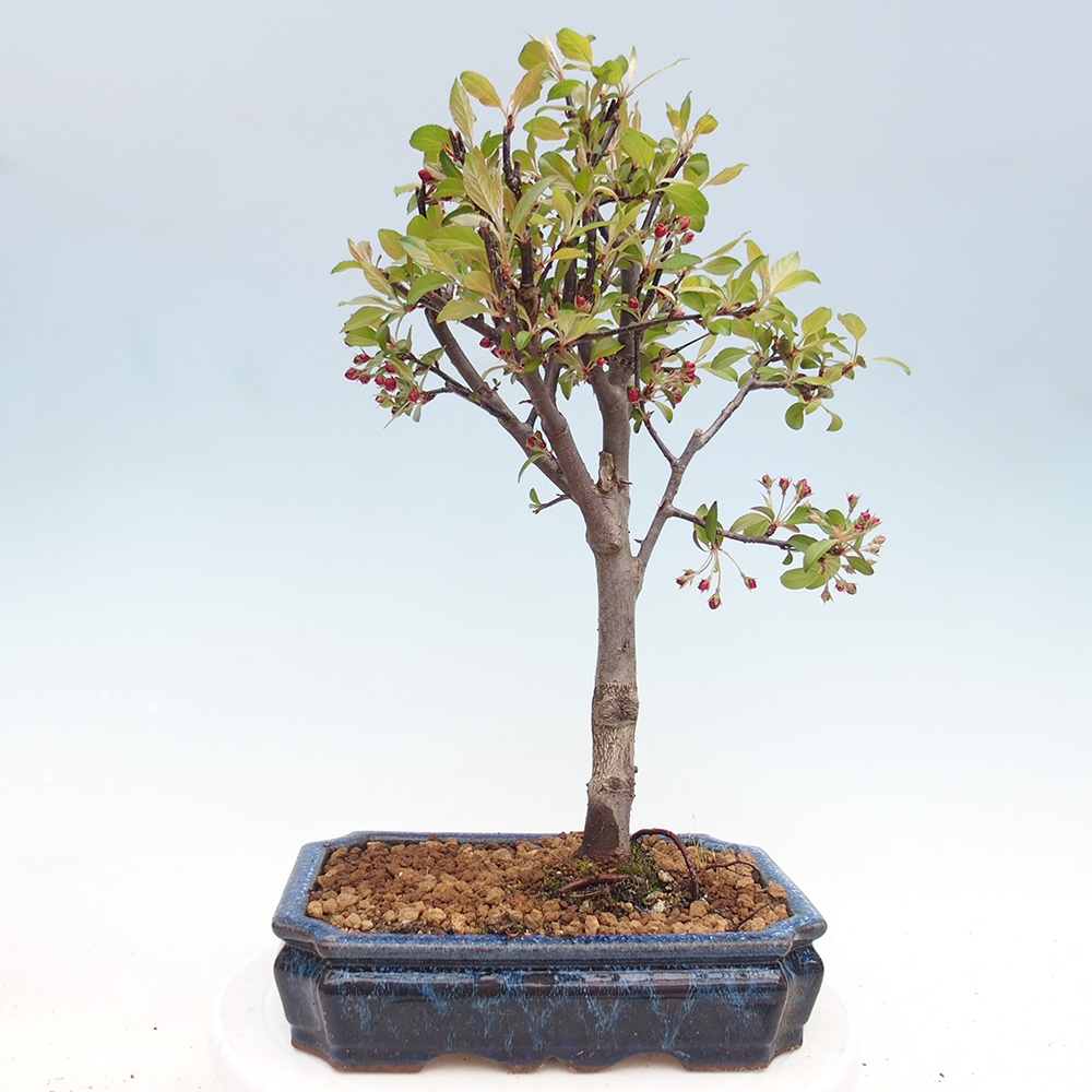 Outdoor bonsai -Malus domestica - Small-fruited red-leaved apple tree