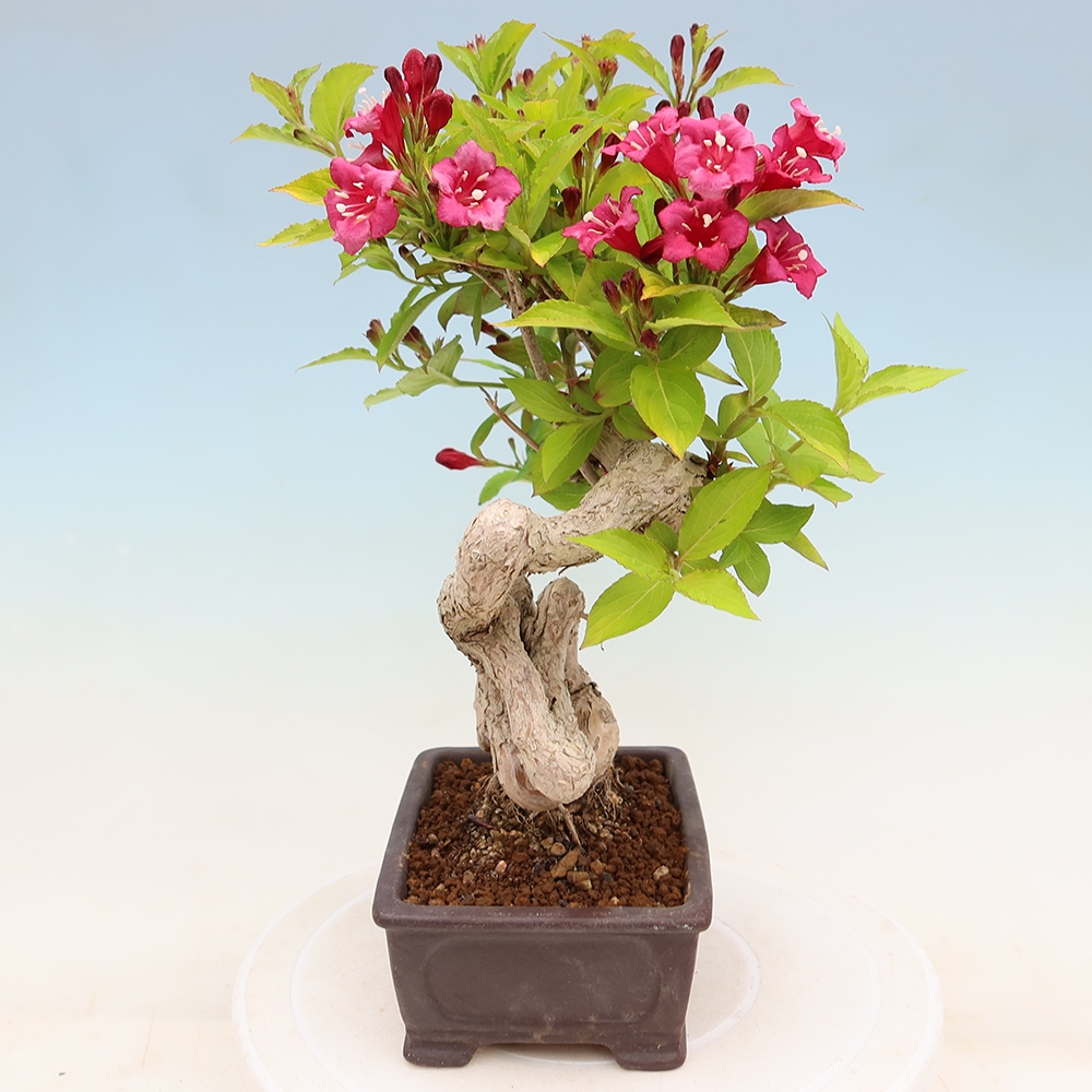 Outdoor Bonsai - Weigela subsessilis - Korean Weigela