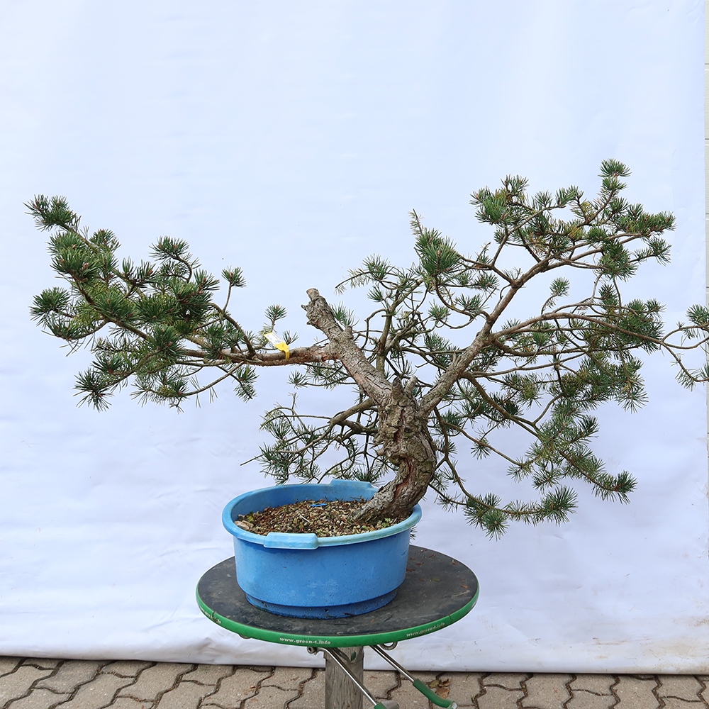 Pinus sylvestris Spain - Scots pine