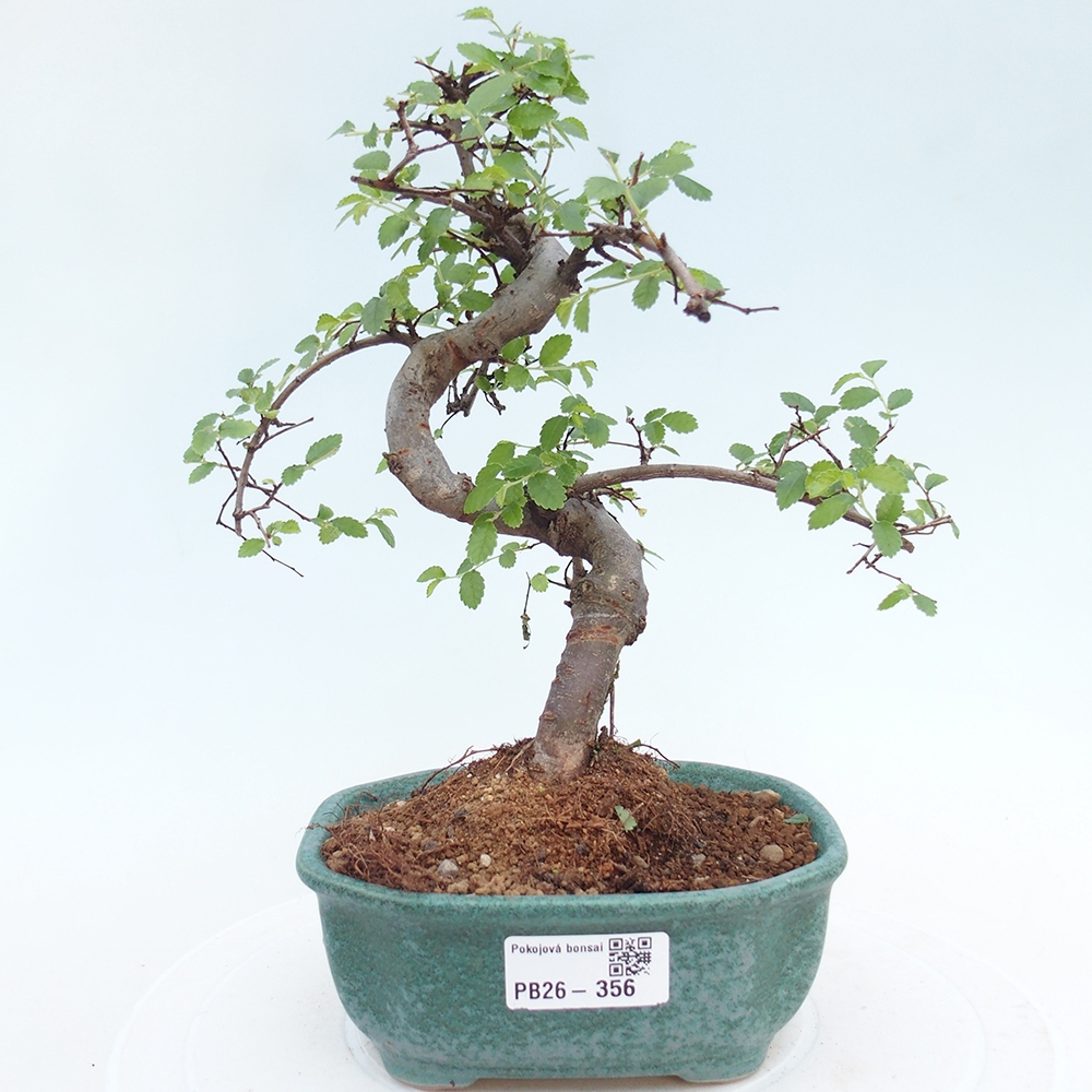 Room bonsai - Ulmus parvifolia - Small-leaved elm