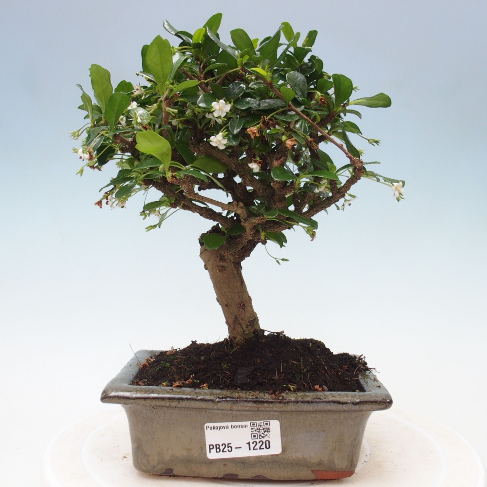 Indoor bonsai - Carmona macrophylla - Fuki tea
