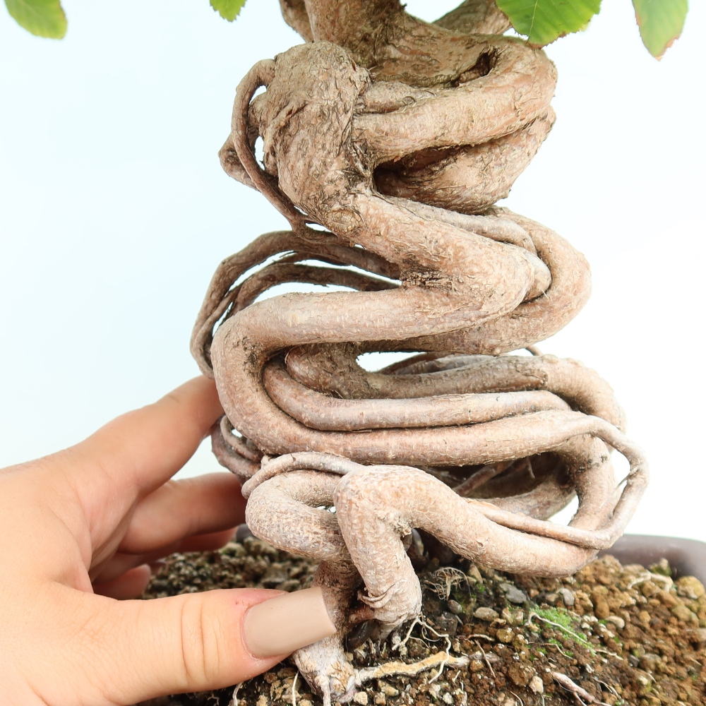 Outdoor bonsai -Carpinus CARPINOIDES - Korean Hornbeam