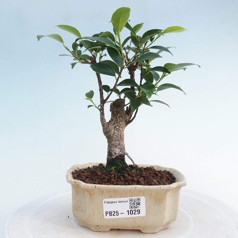 Indoor bonsai - Small-leaved ficus - Ficus kimmen