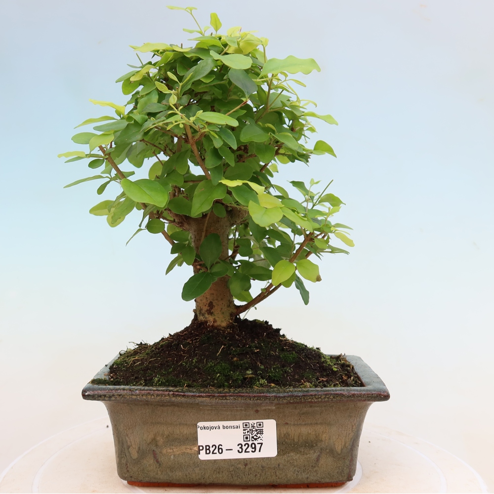 Room bonsai -Ligustrum chinensis - Birds Beak