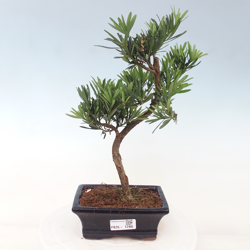 Room bonsai - Podocarpus - Stone Yew