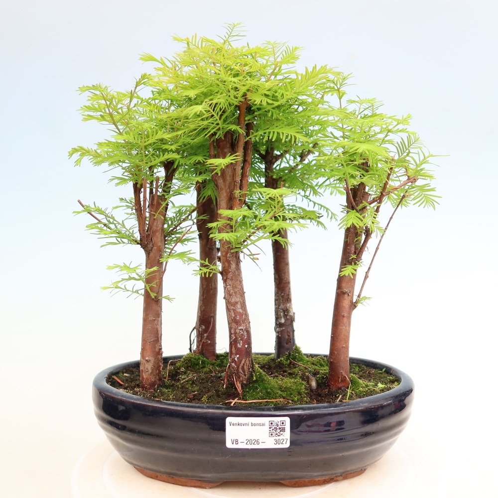 Outdoor Bonsai - Metasequoia glyptostroboides - Chinese Metasequoia - Grove