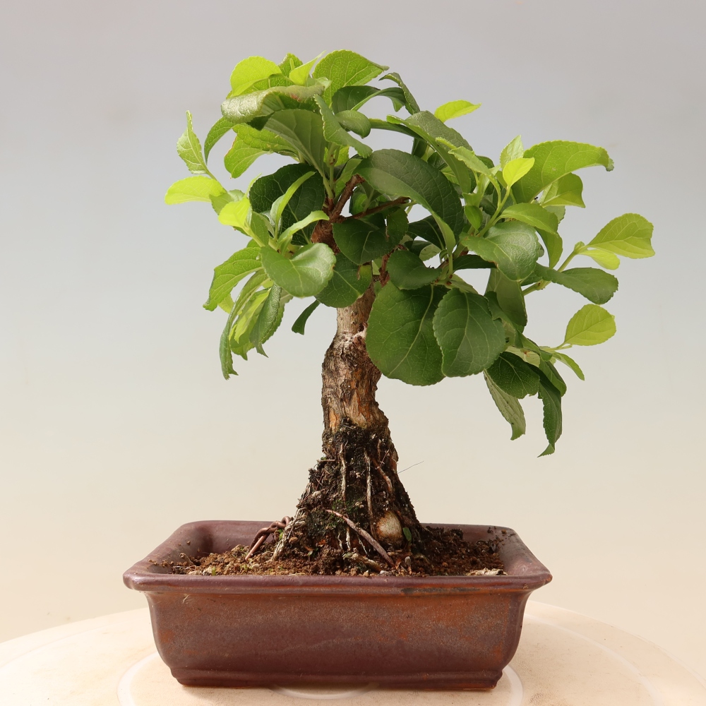 Outdoor bonsai - Celastrus orbiculatus