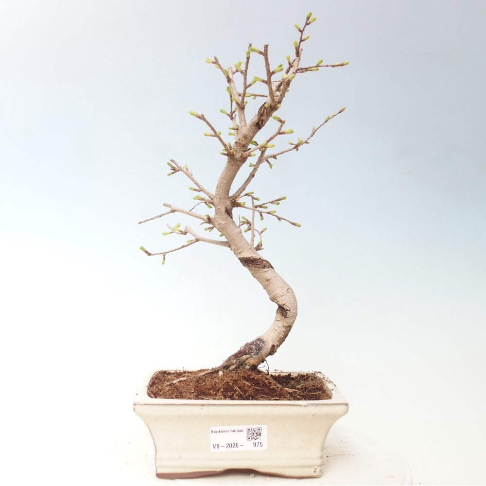 Outdoor bonsai -Pseudolarix amabis-Pseudolarix amabis