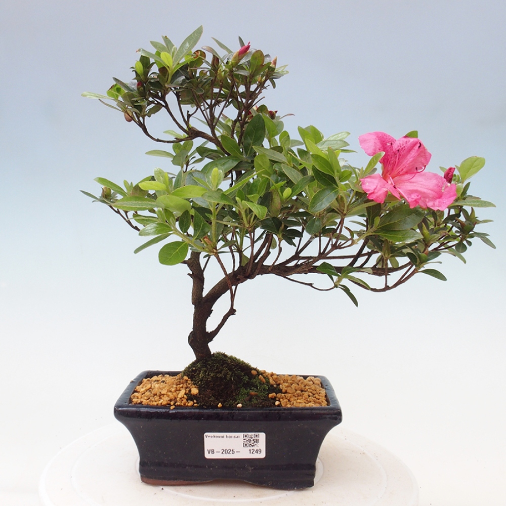 Outdoor bonsai - Japanese azalea - Azalea sp.
