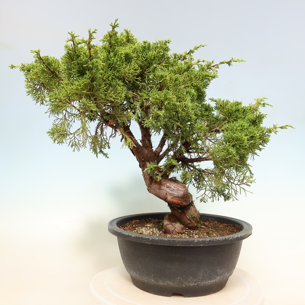 Outdoor Bonsai - Juniperus chinensis Itoigawa - Chinese Juniper