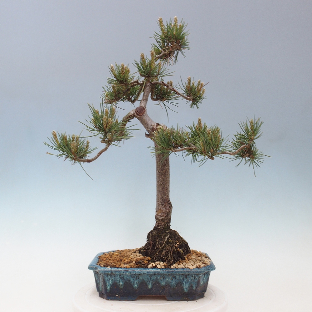 Outdoor bonsai - Pinus Sylvestris - Scots pine