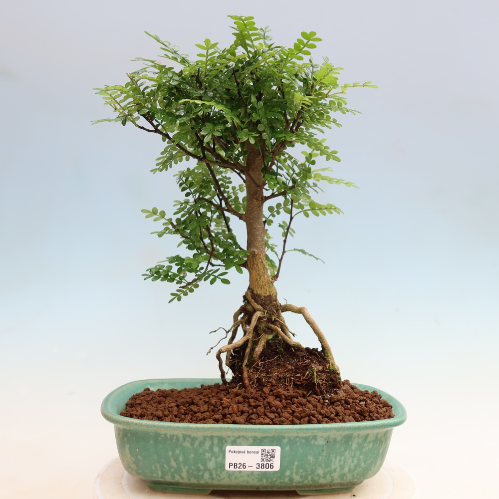 Room bonsai - Zantoxylum piperitum - pepper tree
