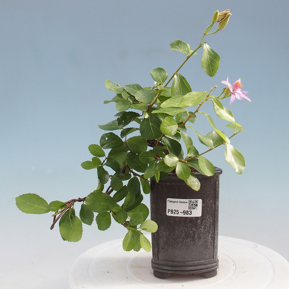 Indoor bonsai - Grewia occidentalis - Lavender star