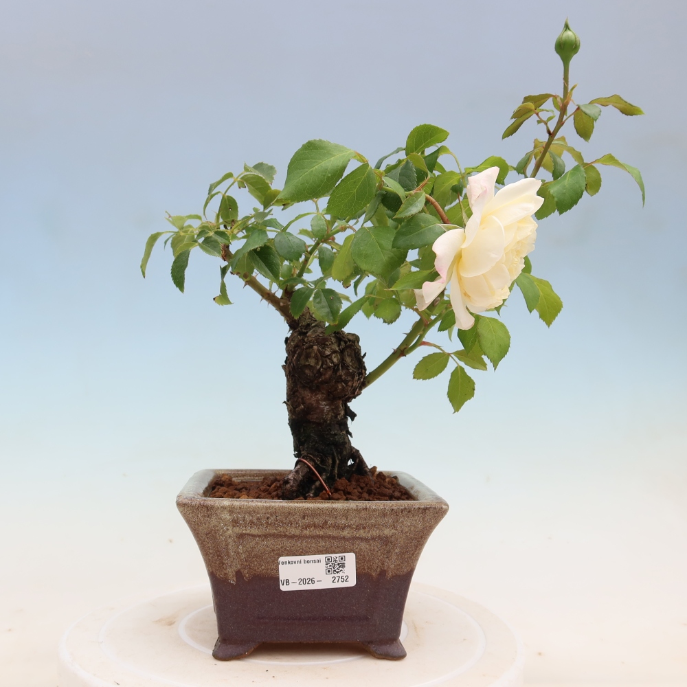 Outdoor Bonsai - Rosa Kordes - Rose