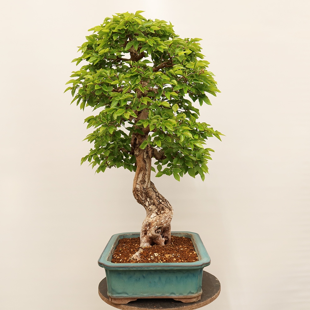 Outdoor bonsai - Carpinus Coreana - Korean hornbeam