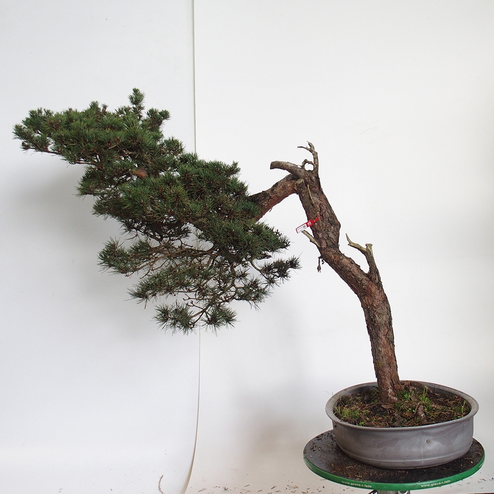 Yamadori - Pinus sylvestris Spain