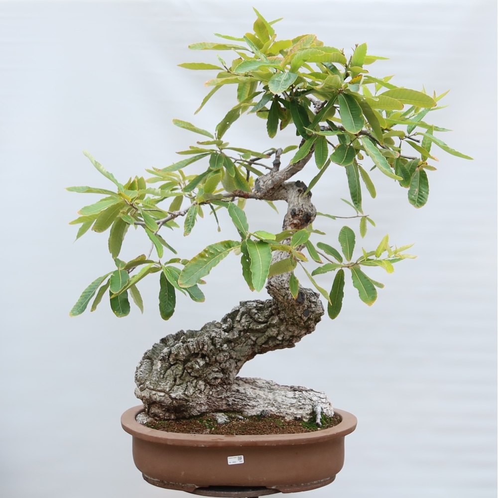 Outdoor Bonsai - Quercus castaneifolia  - Chestnut-leaved Oak