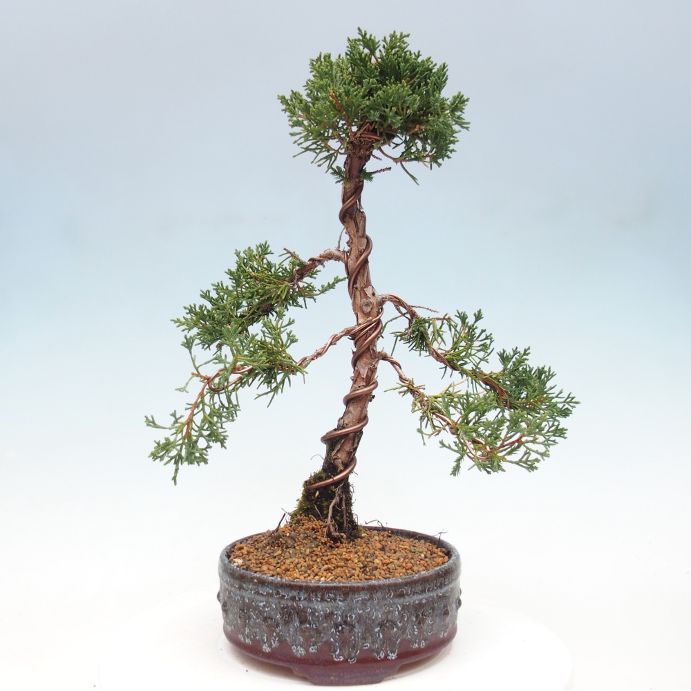 Outdoor bonsai - Juniperus chinensis Kishu - Chinese Juniper