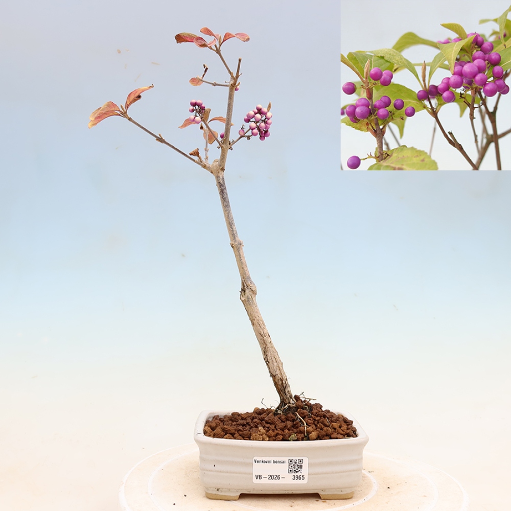 Outdoor Bonsai - Beautyberry - Callicarpa bodinierova 'Profusion'