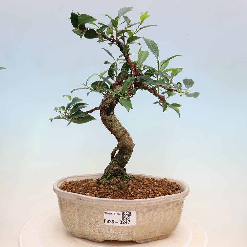 Room bonsai - Ficus kimmen - small-leaved ficus