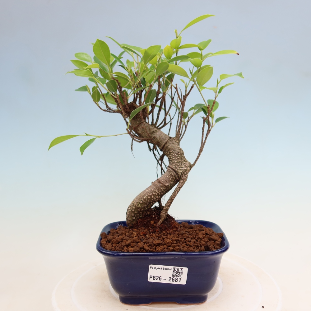 Room bonsai - Ficus kimmen - small-leaved ficus