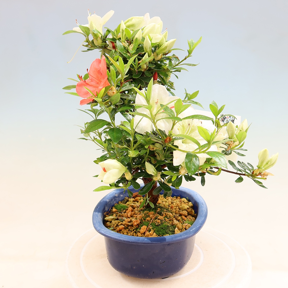 Outdoor bonsai - Japanese azalea - Azalea Asahi-no-izumi