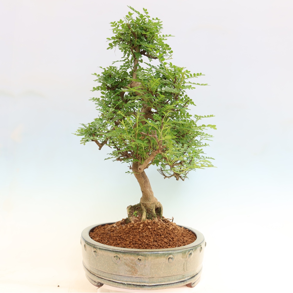 Room bonsai - Zantoxylum piperitum - pepper tree