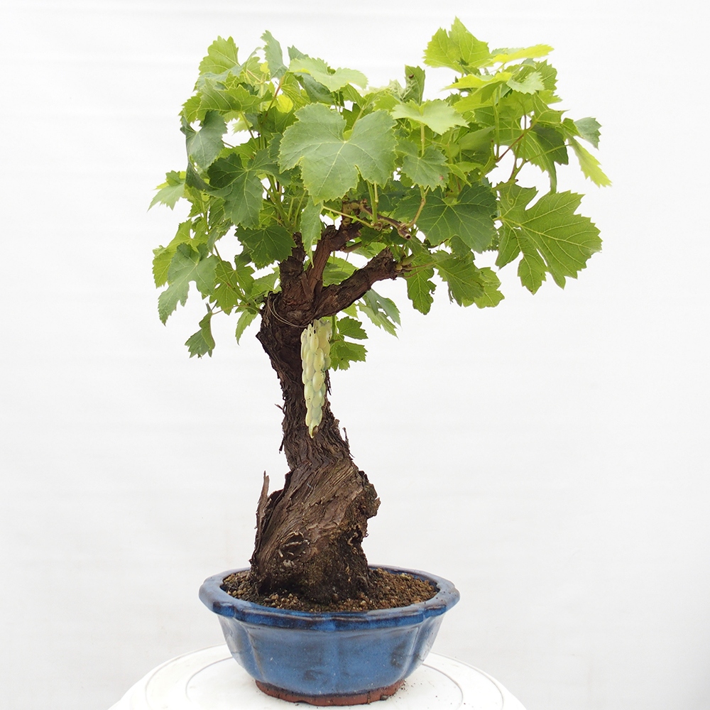 Outdoor bonsai - Vitis vinnifera MUSKAT ITALIA  - Grapevine