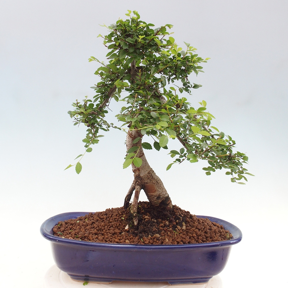 Indoor bonsai - Ulmus parvifolia - Small-leaved elm