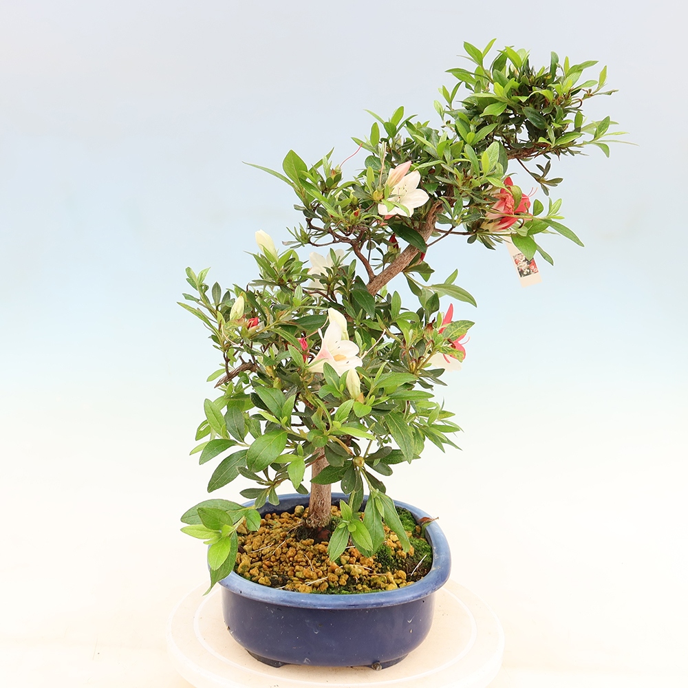 Outdoor bonsai - Japanese Azalea - Azalea Senhime
