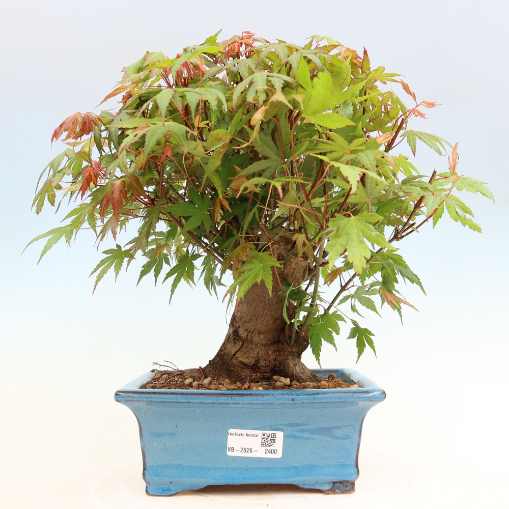 Outdoor bonsai - Maple Burger - Acer Burgerianum