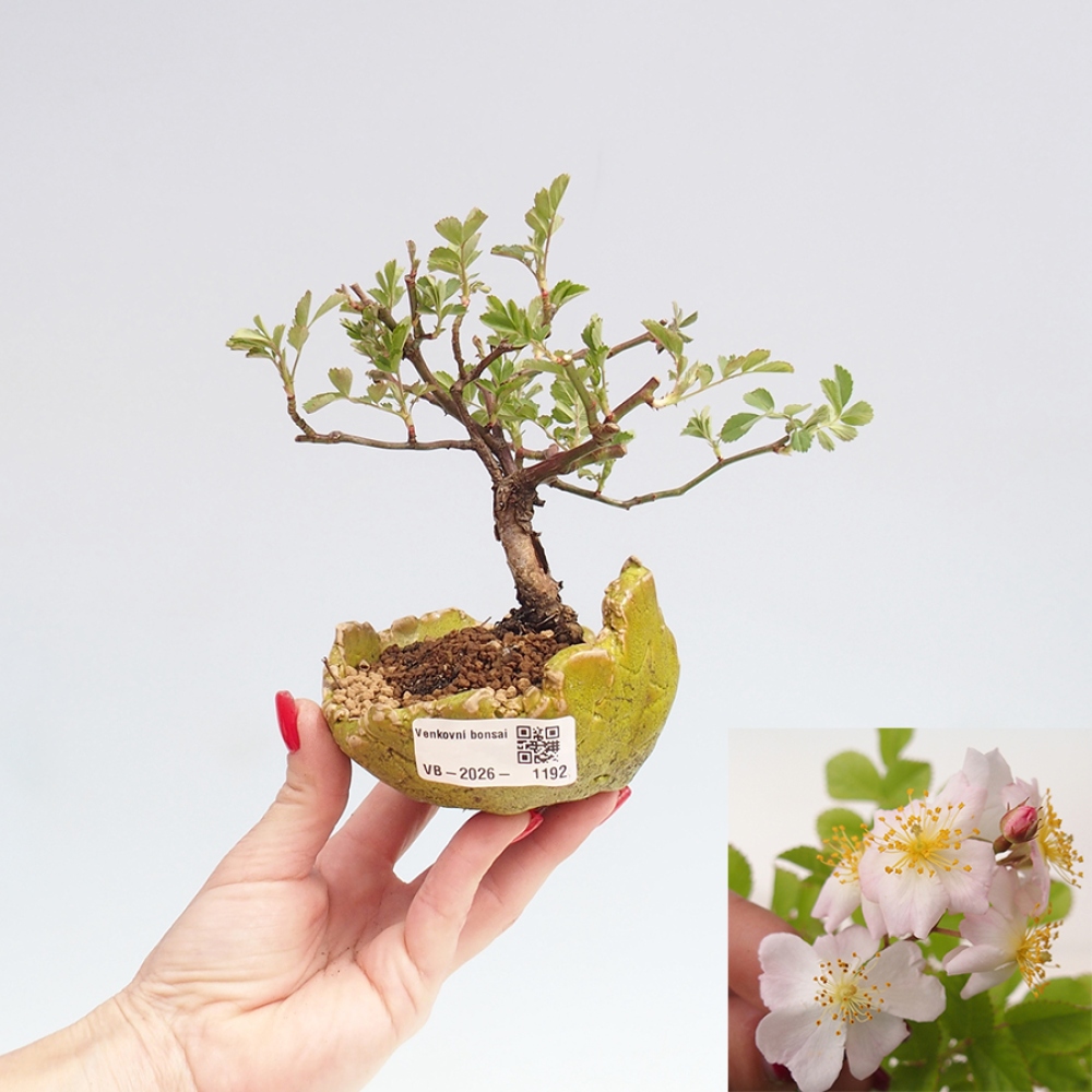 Outdoor bonsai - Rosa sp. - small-flowered rose