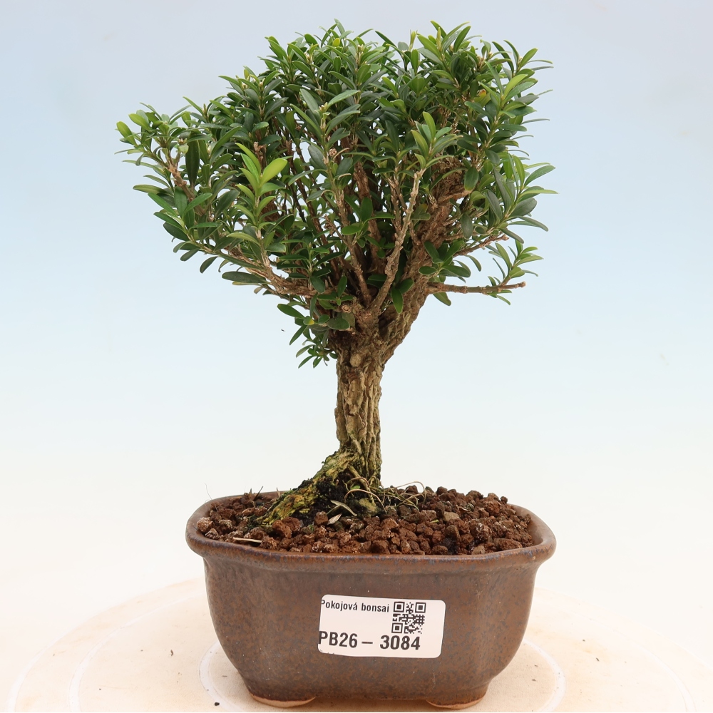 Room bonsai - Buxus harlandii - cork buxus