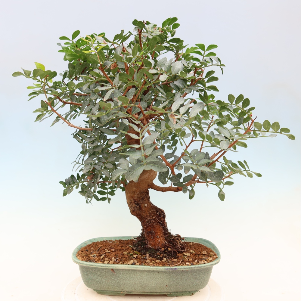 Indoor Bonsai - Pistacia Lentiscus - Pistachio
