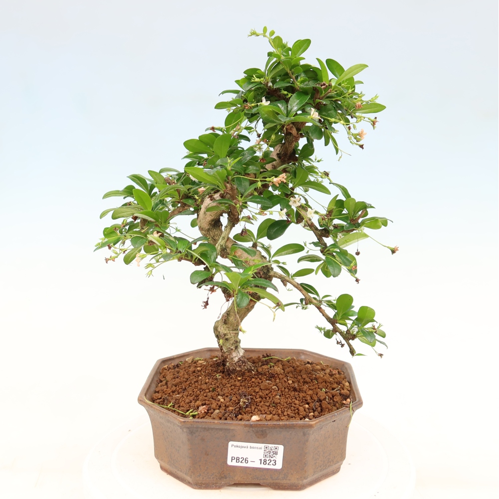 Room bonsai - Carmona macrophylla - Tea fuki