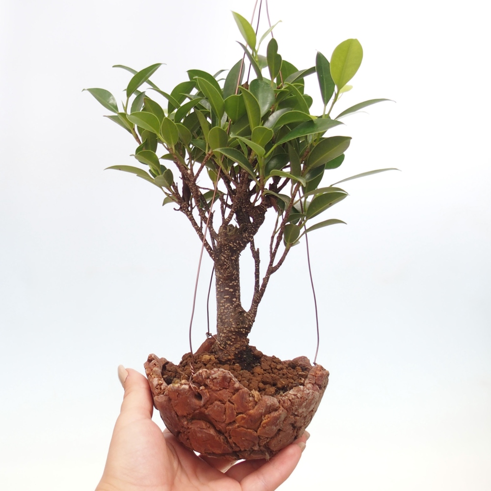Kokedama in ceramic - small-leaved ficus - Ficus kimmen