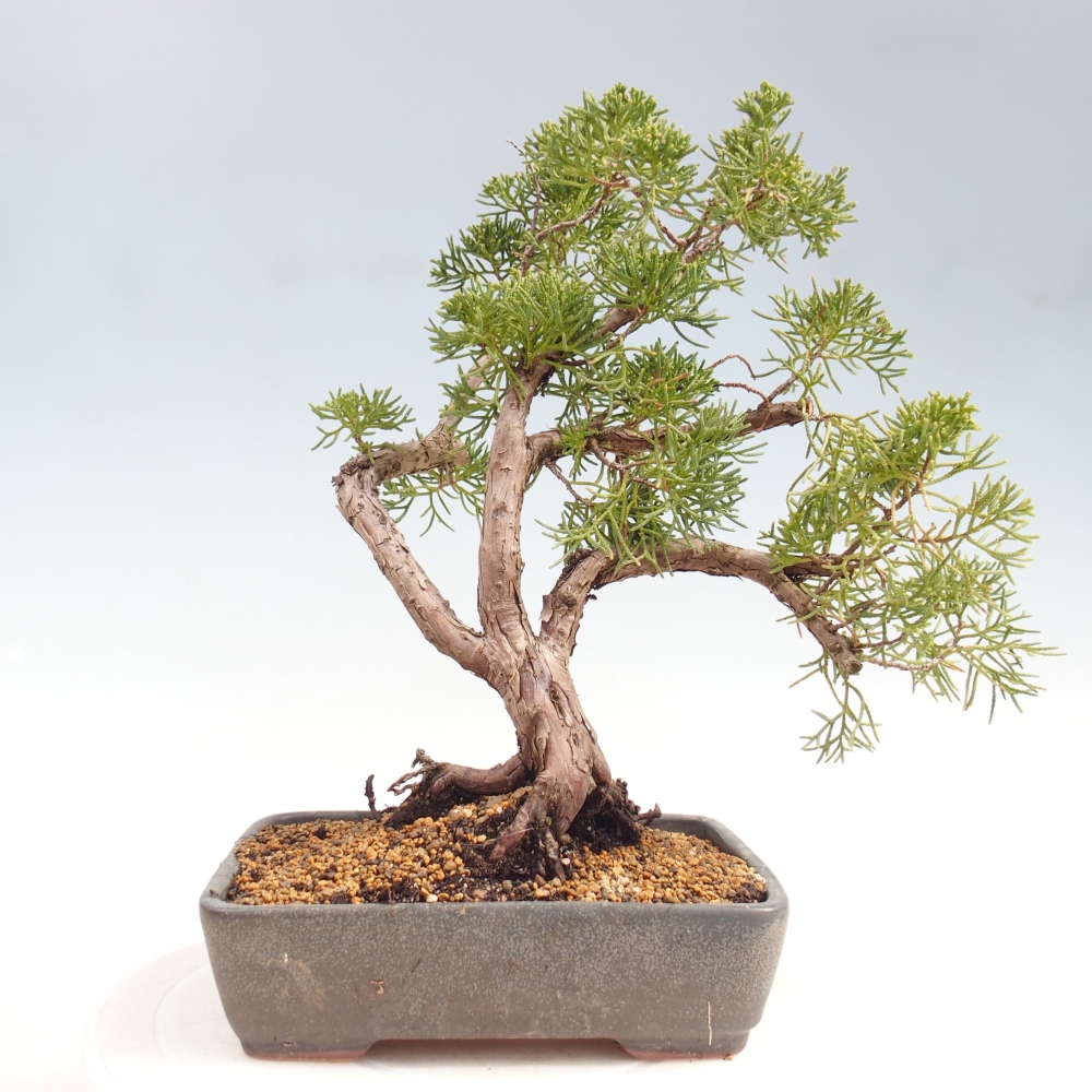 Outdoor bonsai - Juniperus chinensis Kishu