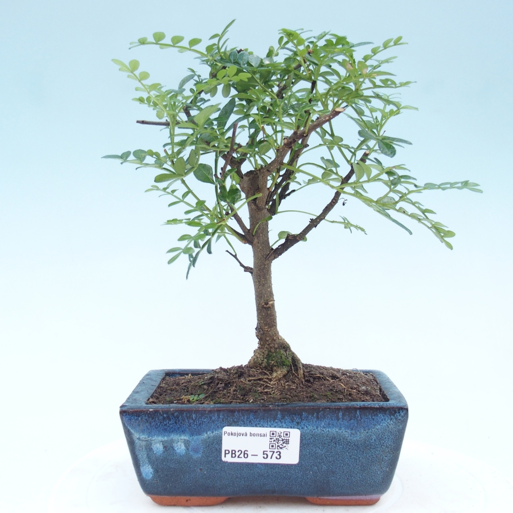 Room bonsai - Zantoxylum piperitum - pepper tree