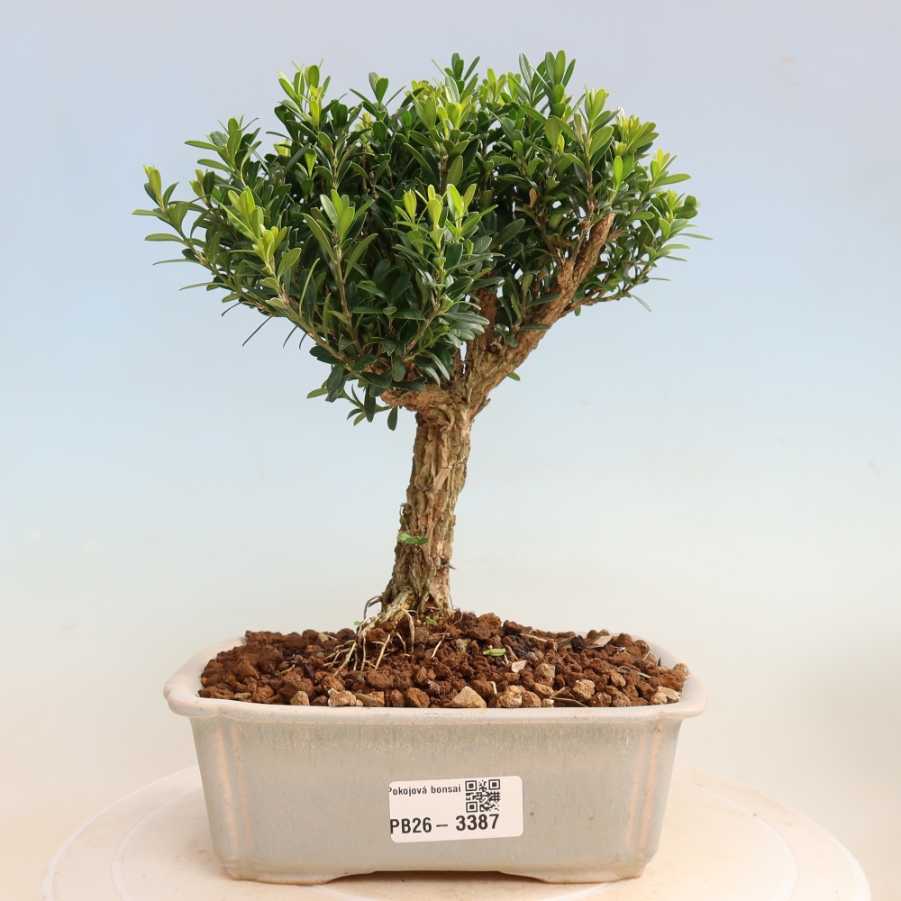 Room bonsai - Buxus harlandii - cork buxus