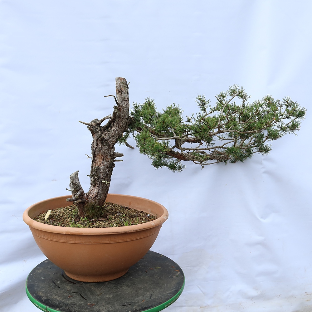 Pinus sylvestris Spain - Scots pine