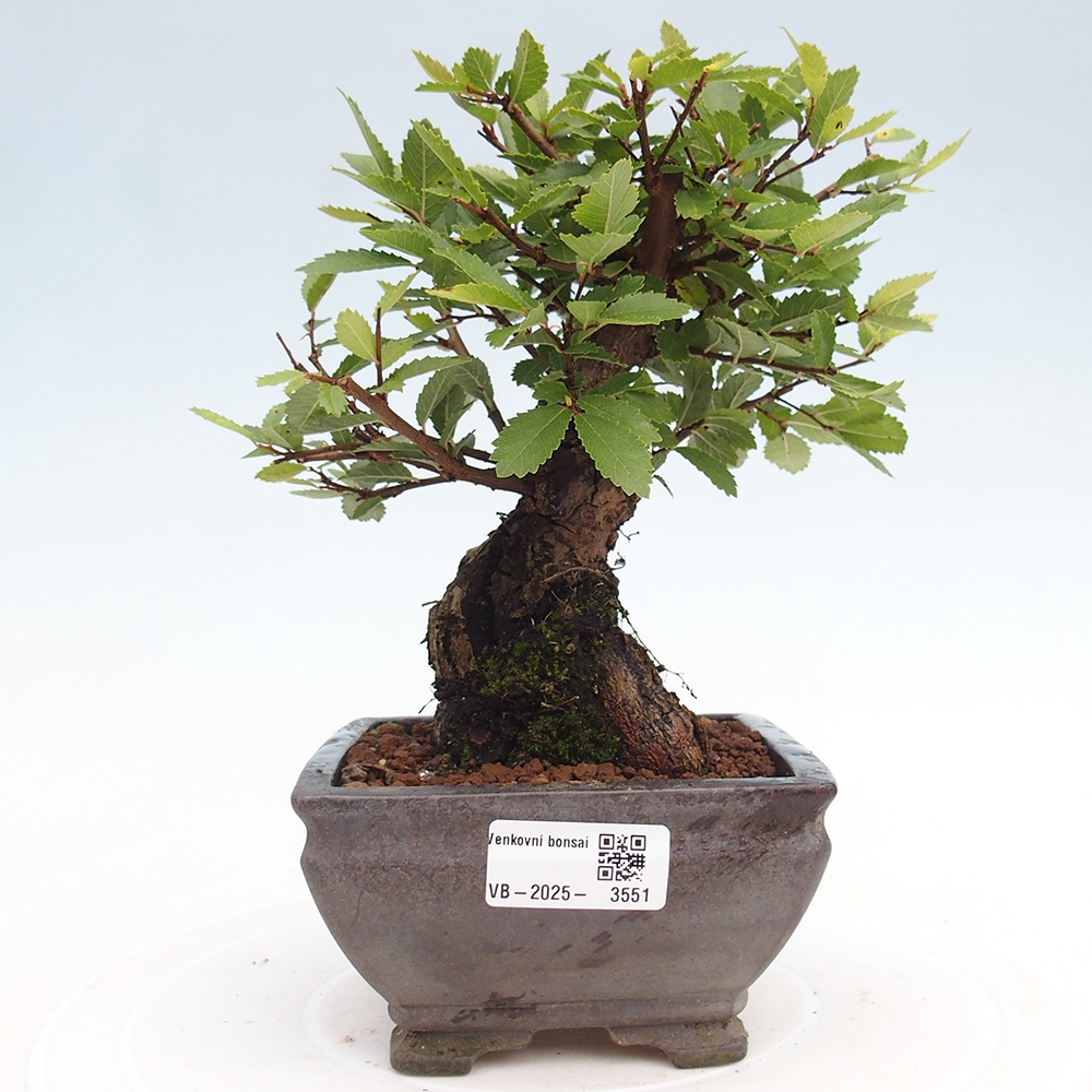 Outdoor bonsai - Zelkova - Zelkova NIRE