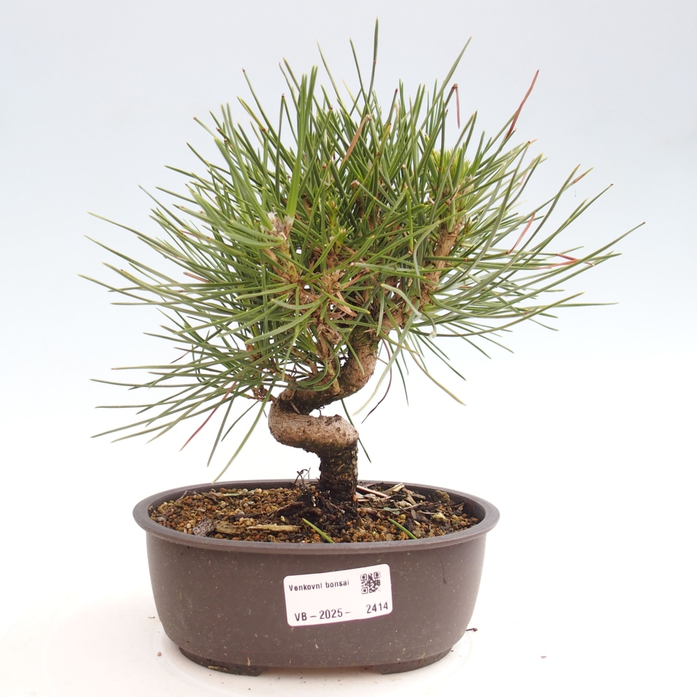 Outdoor bonsai - Pinus thunbergii - Thunbergia pine