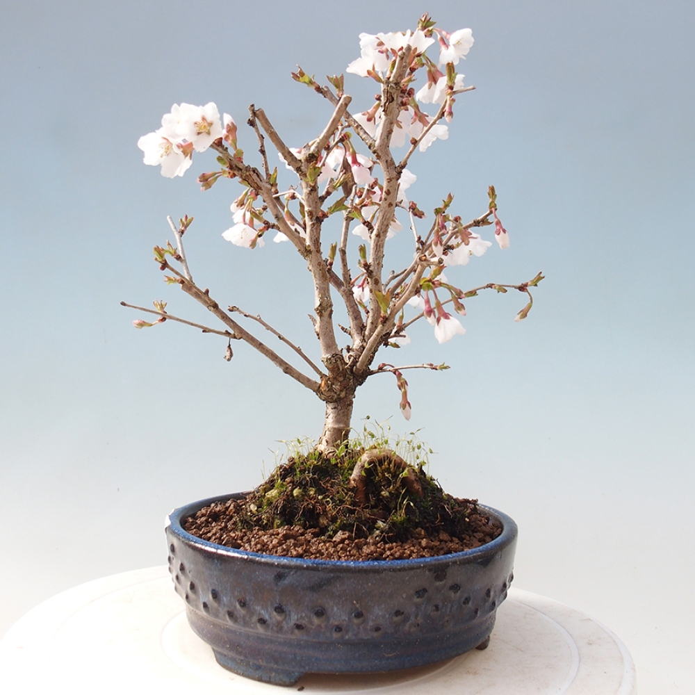 Outdoor bonsai - Prunus incisa Kojou-no mai-Plum cut