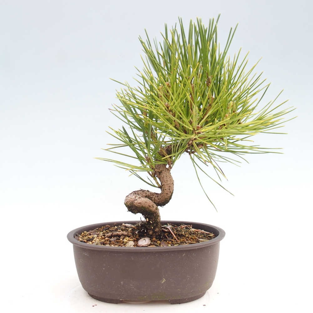 Outdoor bonsai - Pinus thunbergii - Thunbergia pine