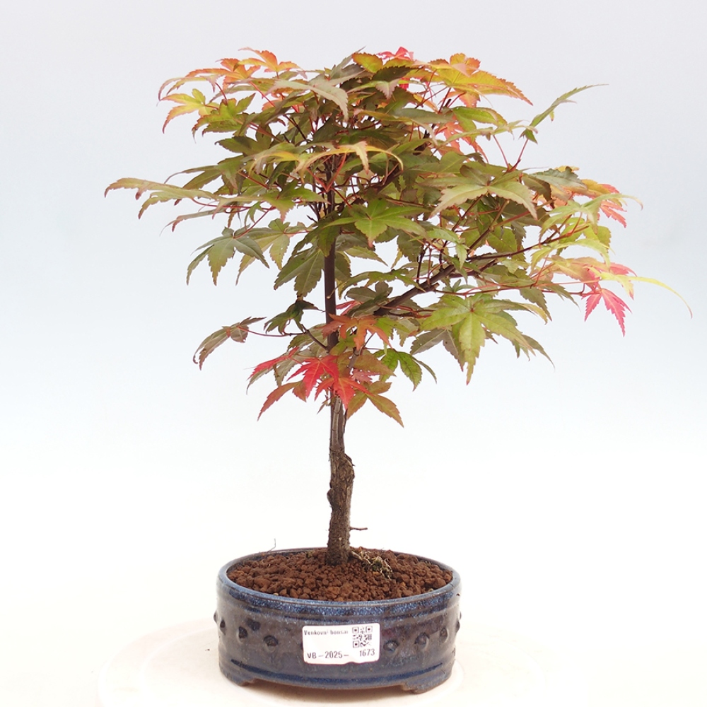 Outdoor bonsai - dlanitolistý Maple - Acer palmatum DESHOJO