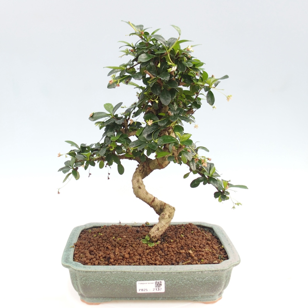 Room bonsai - Carmona macrophylla - Tea fuki