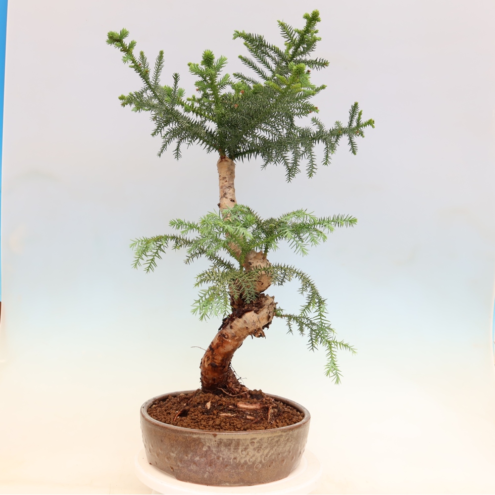 Indoor Bonsai - Araucaria - Indoor Spruce