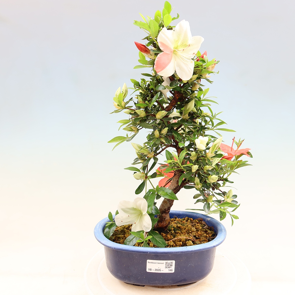 Outdoor bonsai - Japanese azalea - Azalea Asahi-no-izumi