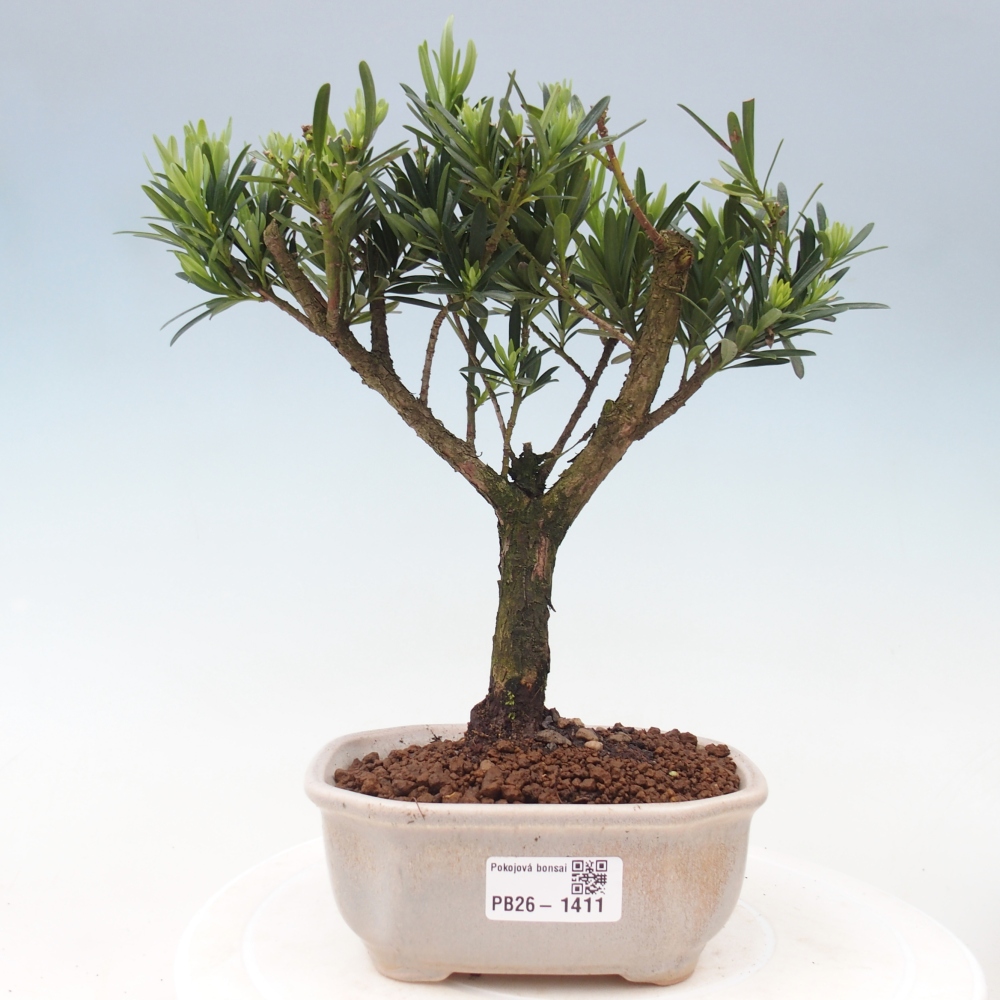 Room bonsai - Podocarpus - Stone Yew