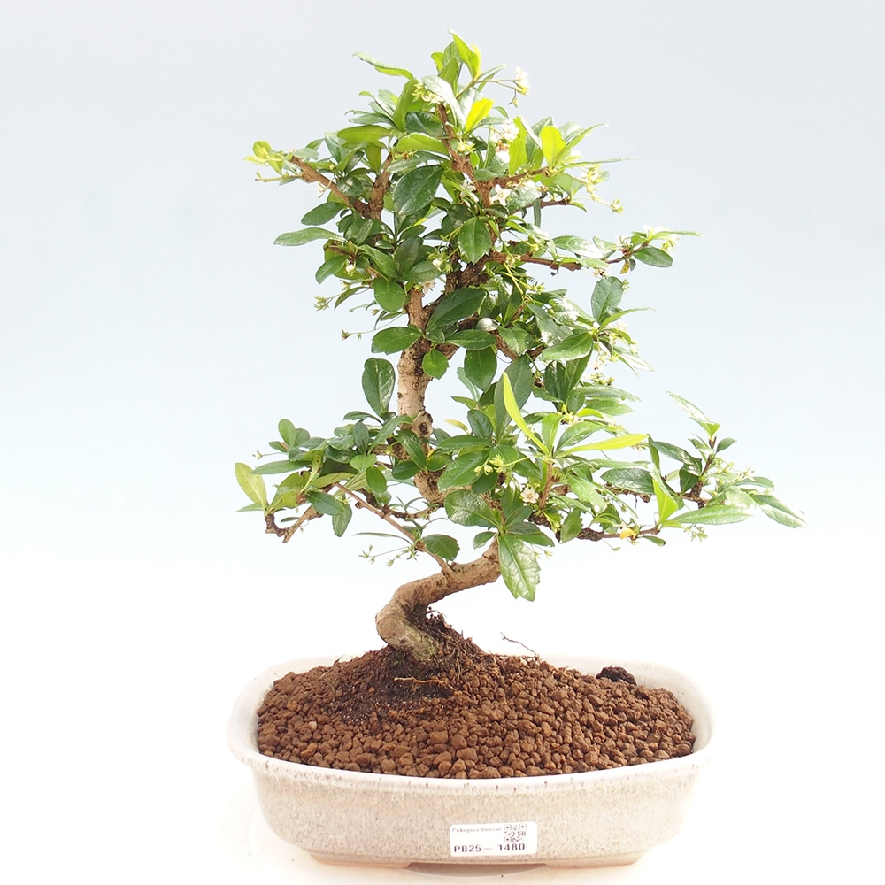Room bonsai - Carmona macrophylla - Tea fuki